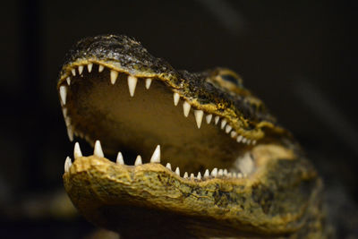 Close-up of crocodile