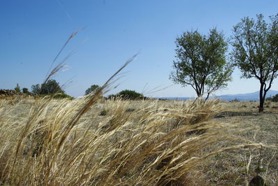 Plants on field against clear blue sky