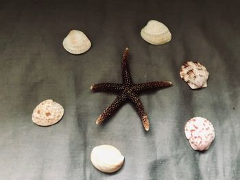 High angle view of shells on table