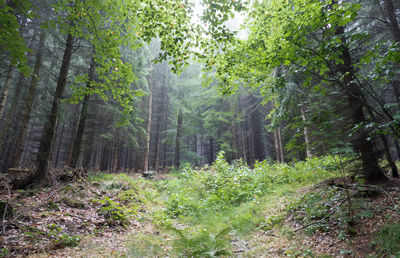 Trees in forest