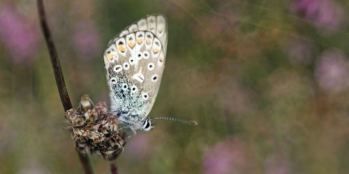 Close-up of insect on leaf