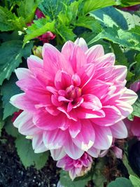 Close-up of pink dahlia flower