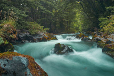 Scenic view of waterfall in forest