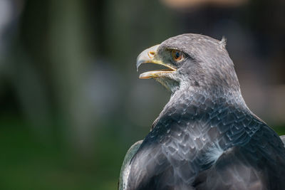 Close-up of eagle against blurred background