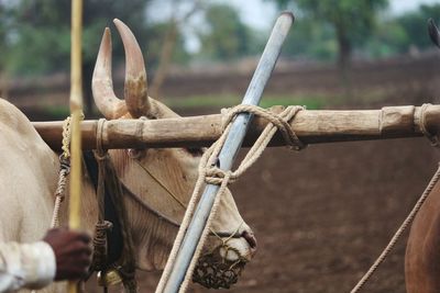 Close-up of cow in farm