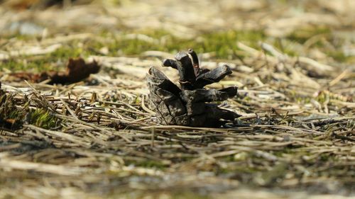 Close-up of lizard