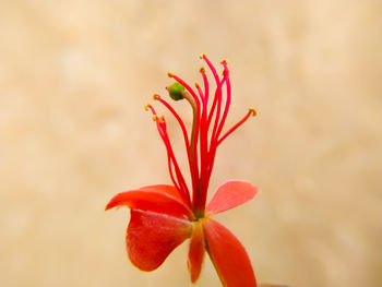 Close-up of capparis flowering plant