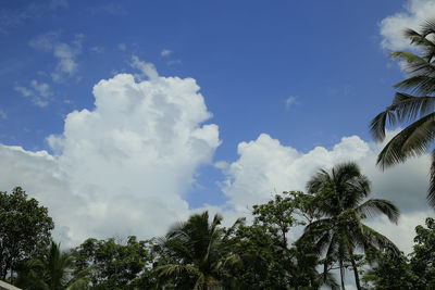 Low angle view of coconut palm trees against blue sky