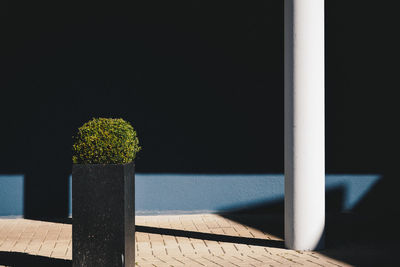 Plant growing in planter against wall on sunny day