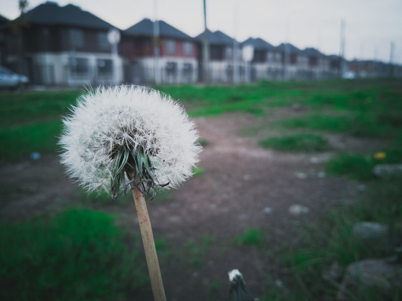 CLOSE-UP OF DANDELION FLOWER GROWING ON FIELD