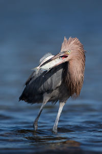 Bird in water