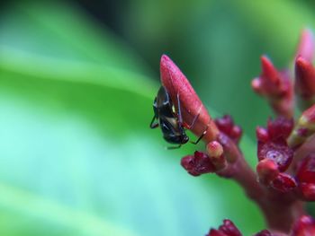 Close-up of insect on purple flower