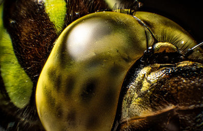 Close-up of fish swimming in sea