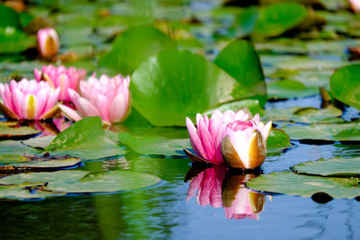 Close-up of pink lotus water lily in pond