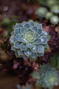 High angle view of flowering plant