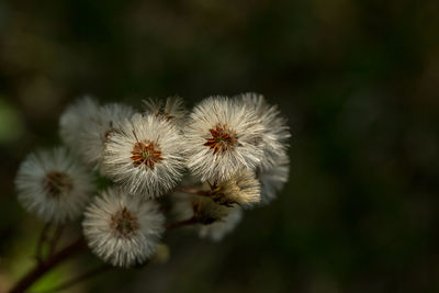 Close-up of white dandelion flowers
