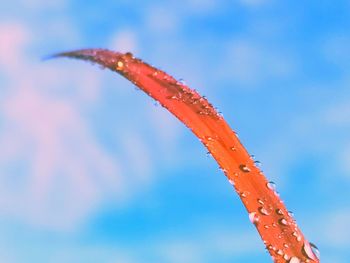 Close-up of wet red leaf against sky