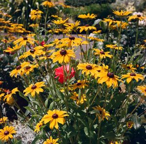 Close-up of yellow flowering plants