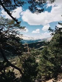 Low angle view of trees against sky