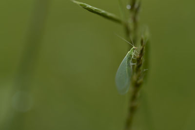 Close-up of insect on plant