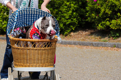 Low section of woman with dog in basket