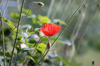 Close-up of red poppy blooming outdoors