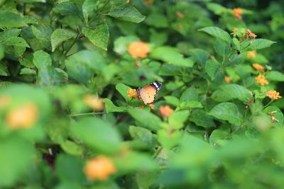 Close-up of ladybug on plant