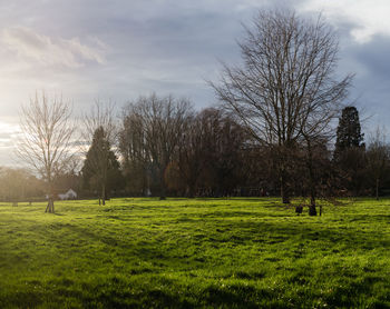 Trees on field against sky