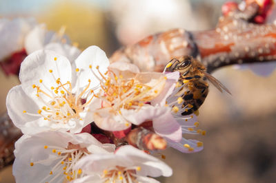 Close-up of bee pollinating on flower