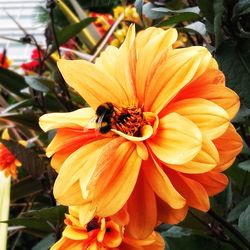 Close-up of bee pollinating on flower