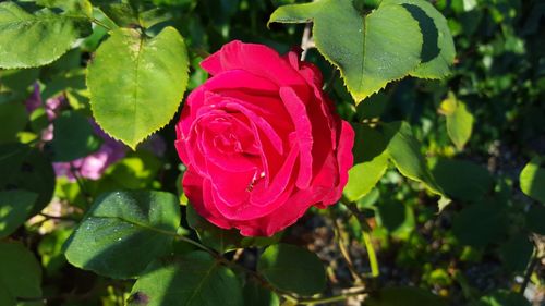 Close-up of pink rose