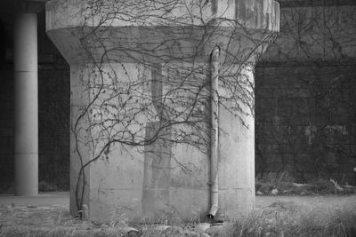 Bare tree against built structure