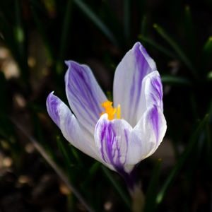 Close-up of purple crocus flower