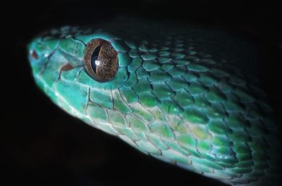 Close-up of snake
