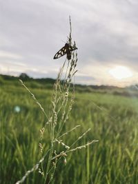 Close-up of insect on grass