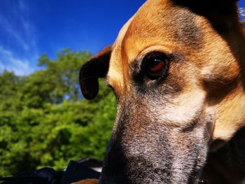 Close-up of dog looking away