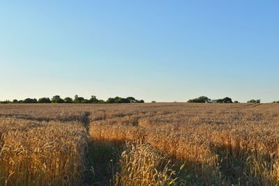 Scenic view of field against clear blue sky