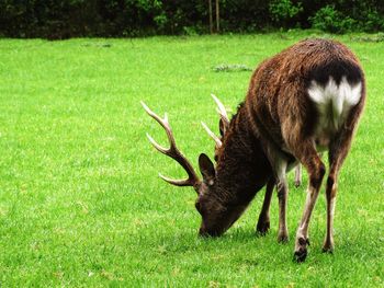 Rear view of deer grazing on grassy field