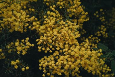 Close-up of yellow flowering plants