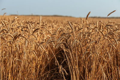 Close-up of wheat field