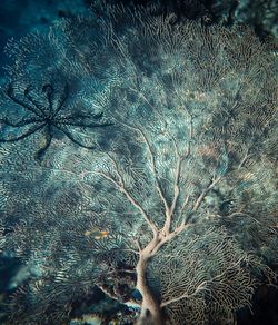 Close-up of coral in sea