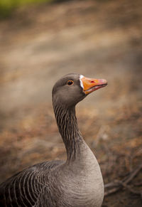 Close-up of bird on field