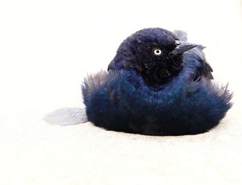 Close-up portrait of a bird