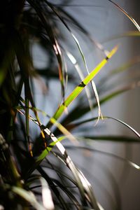 Close-up of a plant