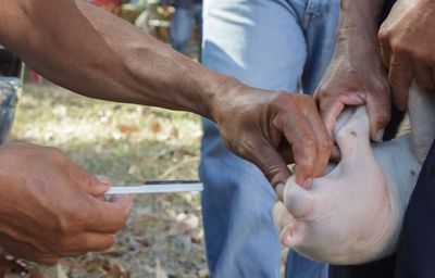 Cropped hands of men holding pig