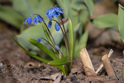 Close-up of purple crocus flowers on field