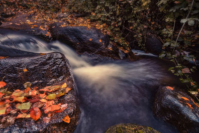 View of autumn leaves on rock