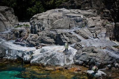 Penguins on rock formation at beach