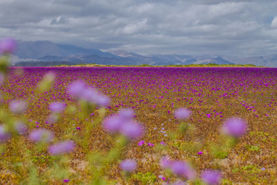 Purple flowers on landscape against cloudy sky