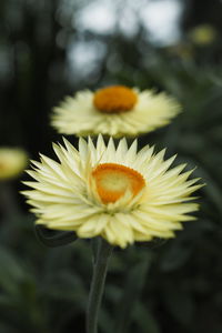 Close-up of white flowering plant